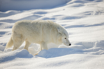 male Arctic wolf (Canis lupus arctos) wading through deep snow