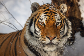Siberian tiger (Panthera tigris tigris) very close portrait