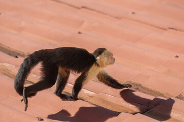 Wild Capuchin Monkey on a Rooftop - 701953496