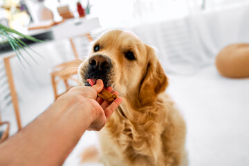 Loyal friend. Happy fluffy labrador enjoying favorite treats giving by male owner at bright living...
