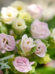 ピンクのプリムラ