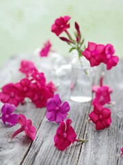 pink flowers