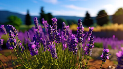 Obraz premium Lavender in the French field in the summer, creating a violet carpet, beckoning with its aroma and