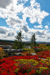 Pine trees sticking up amound the sea of red