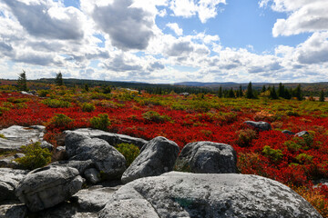 Large sky and sea of red