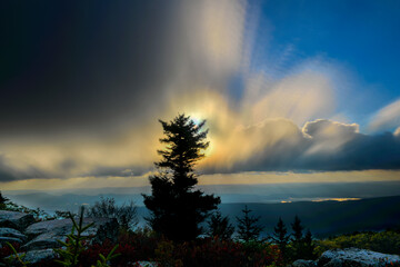 Big sky behind the pine tree in the morning in the mountains