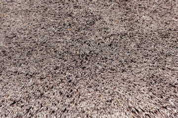 Brown thatched vintage roof texture close up, full frame.