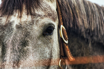 Close up of a horse's head.
