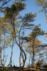 Nice curved pine trees along the beach on bright clear blue sky background in Giruliai, Lithuania.