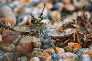 Close up of a dragonfly on stone.
