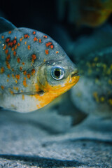 Close up of fish in aquarium.