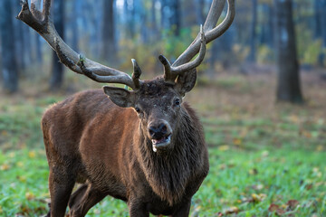 Obraz premium Hirsch am Waldrand im Herbst