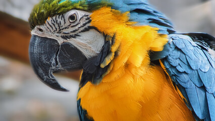 Blue and yellow macaw.