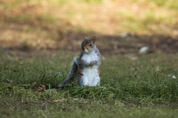 Squirrel sitting on the ground in a park.