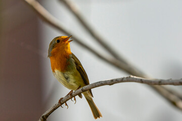 robin on a branch in nature, photo as a background, digital image