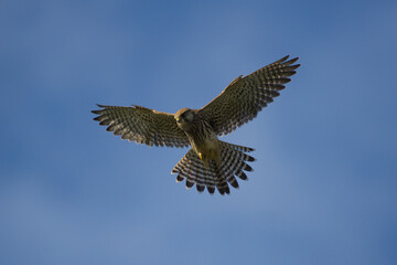 Kestrel in flight.
