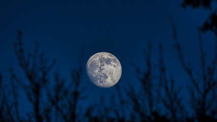 Fototapeta na wymiar Full moon behind branches.