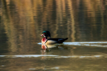 Male wood duck in reflective water on the pond