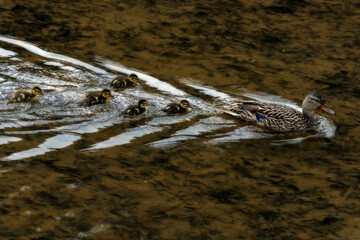Female mallard duck with her babies following her
