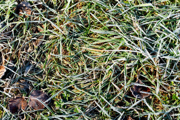 Morning dew froze on a green grass lawn. frozen green grass in winter.