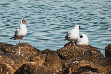 Seagulls resting on a Danish beach