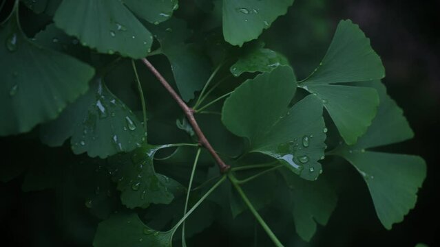 ginkgo leaves with water drop