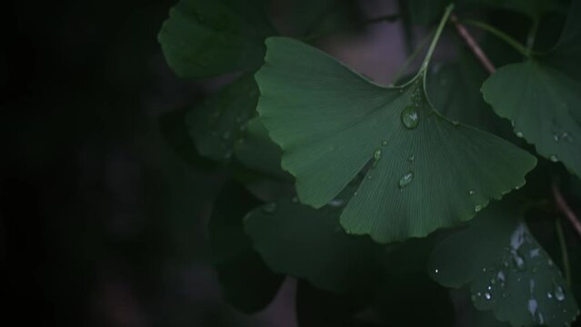 ginkgo leaves with water drop