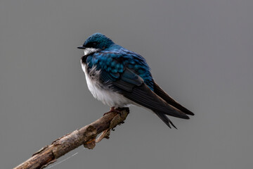 Tree swallow perched on limb looking forward