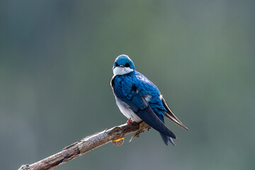 Tree swallow looking straight at you