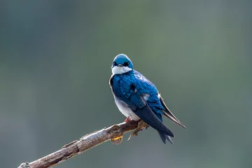 Foto op Plexiglas Tree swallow looking straight at you © dfriend150