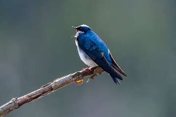Tree swallow singing while perched
