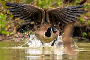 Mad goose chasing away competition © dfriend150