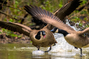 Going after fellow geese © dfriend150