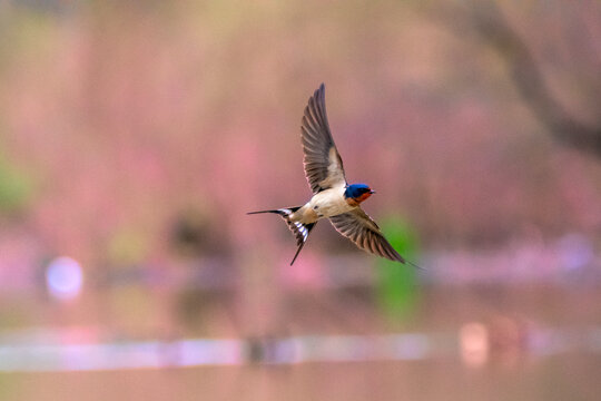 Tree  swallow flying along