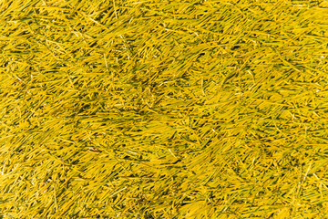 The texture of yellow artificial grass. Covering for sports stadiums and decorations.