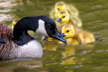 Checking on the little ones