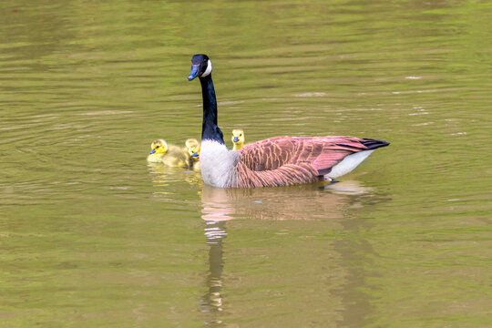 Mother goose taking a swim