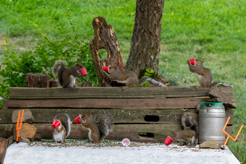 Backyard Squirrels having fun with the red solo cups
