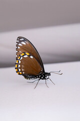 Beautiful butterfly sitting in the grey textile.