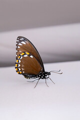 Fototapeta na wymiar Beautiful butterfly sitting in the grey textile.