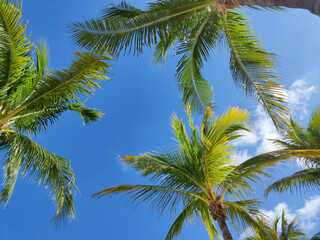 Tropical palms against blue sky background.