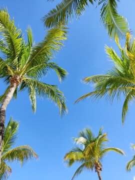 Tropical palms against blue sky background. © volgariver