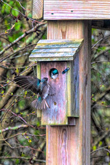 Female barn swallow checking in at nest