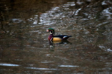 Male wood duck on the water