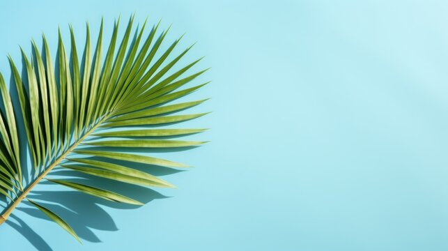 Summer concept. Palm tree shadow on a blue background