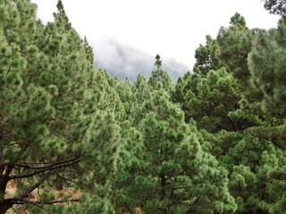 Kanarische Kiefern bei El Paso auf La Palma