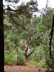 Kanarische Kiefern bei El Paso auf La Palma