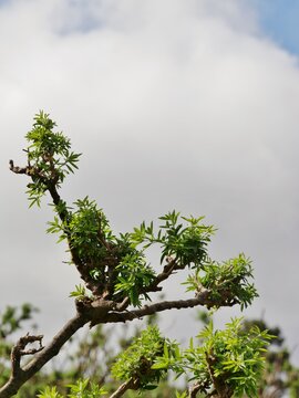 Ast am Baum mit gr&uuml;nen Bl&auml;ttern auf La Palma