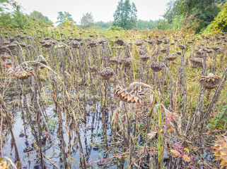 Field full of failed crops of sunflower plants, flooded with water