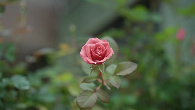 blooming china rose flower
